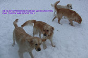 Golden Retriever Unsere Hunde im Schnee