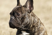 French Bully Bulldogge Zum Nachdenken 3