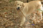 Golden Retriever Preise 2