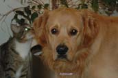 Golden Retriever Preise 3