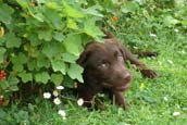 Golden Retriever Ratgeber 1