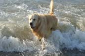 Golden Retriever Ratgeber 2