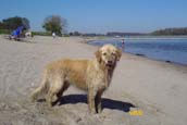 Golden Retriever Zuchtziele 1