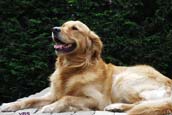 Golden Retriever Zuchtziele 3