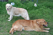 Golden Retriever Unsere Hunde Dina