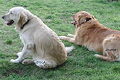 Golden Retriever Unsere Hunde Dina