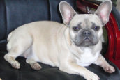 French Bully Bulldogge Unsere Hunde