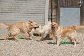 Golden Retriever Unsere Hunde Bo