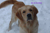 Golden Retriever Unsere Hunde im Schnee