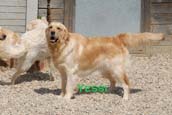 Golden Retriever Unsere Hunde yessi
