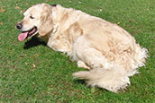 Golden Retriever Unsere Hunde Vanita