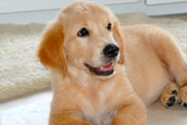 Golden Retriever Zu Hause gesucht 1