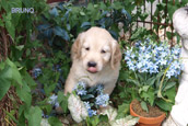 Golden Retriever Zu Hause gesucht 2