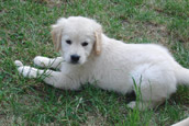 Golden Retriever Zu Hause gesucht 4