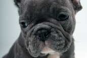French Bully Bulldogge Nachzucht 1