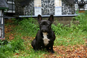 French Bully Bulldogge Nachzucht 3