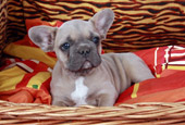 French Bully Bulldogge Nachzucht 4