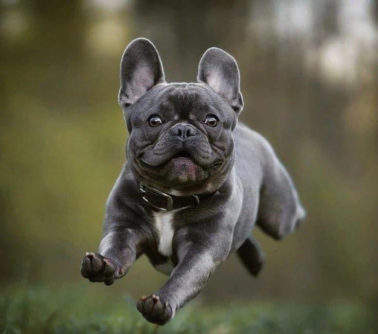 French Bully Bulldogge News 1