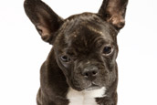 French Bully Bulldogge Welpenkauf 1