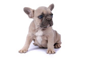French Bully Bulldogge Welpenkauf 2
