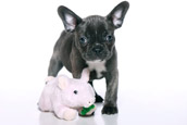 French Bully Bulldogge Welpenkauf 3