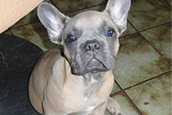 French Bully Bulldogge Unsere Hunde