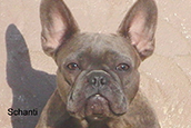 French Bully Bulldogge Unsere Hunde