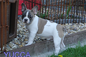 French Bully Bulldogge Unsere Hunde