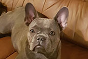 French Bully Bulldogge Unsere Hunde