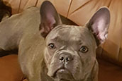 French Bully Bulldogge Unsere Hunde