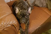 French Bully Bulldogge Unsere Hunde