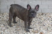 French Bully Bulldogge Unsere Hunde