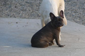French Bully Bulldogge Unsere Hunde