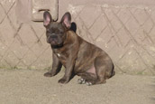 French Bully Bulldogge Unsere Hunde