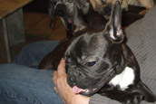 French Bully Bulldogge Unsere Hunde