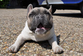 French Bully Bulldogge Unsere Hunde