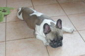 French Bully Bulldogge Unsere Hunde