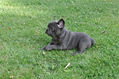 French Bully Bulldogge Unsere Hunde
