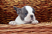 French Bully Bulldogge ber uns 3