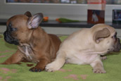 French Bully Bulldogge Zu Hause gesucht 1