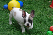 French Bully Bulldogge Zu Hause gesucht 4